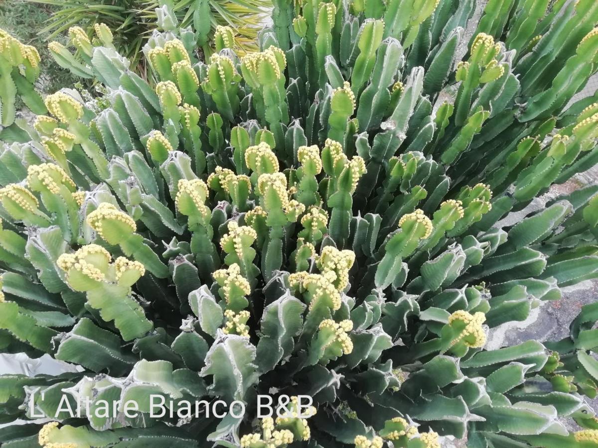 B&B L'Altare Bianco เวียสเต ภายนอก รูปภาพ