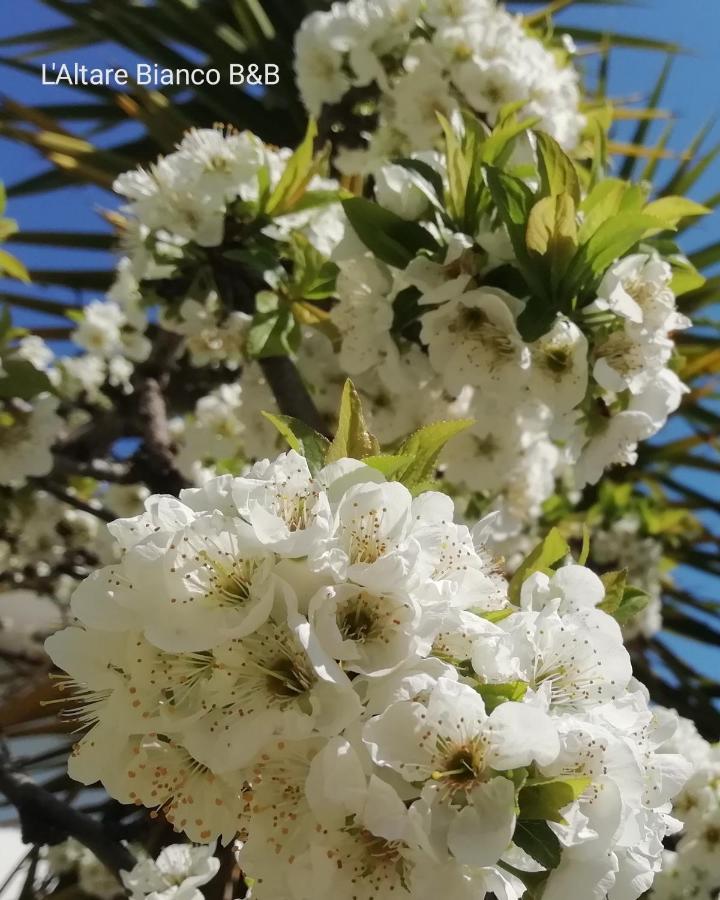 B&B L'Altare Bianco เวียสเต ภายนอก รูปภาพ